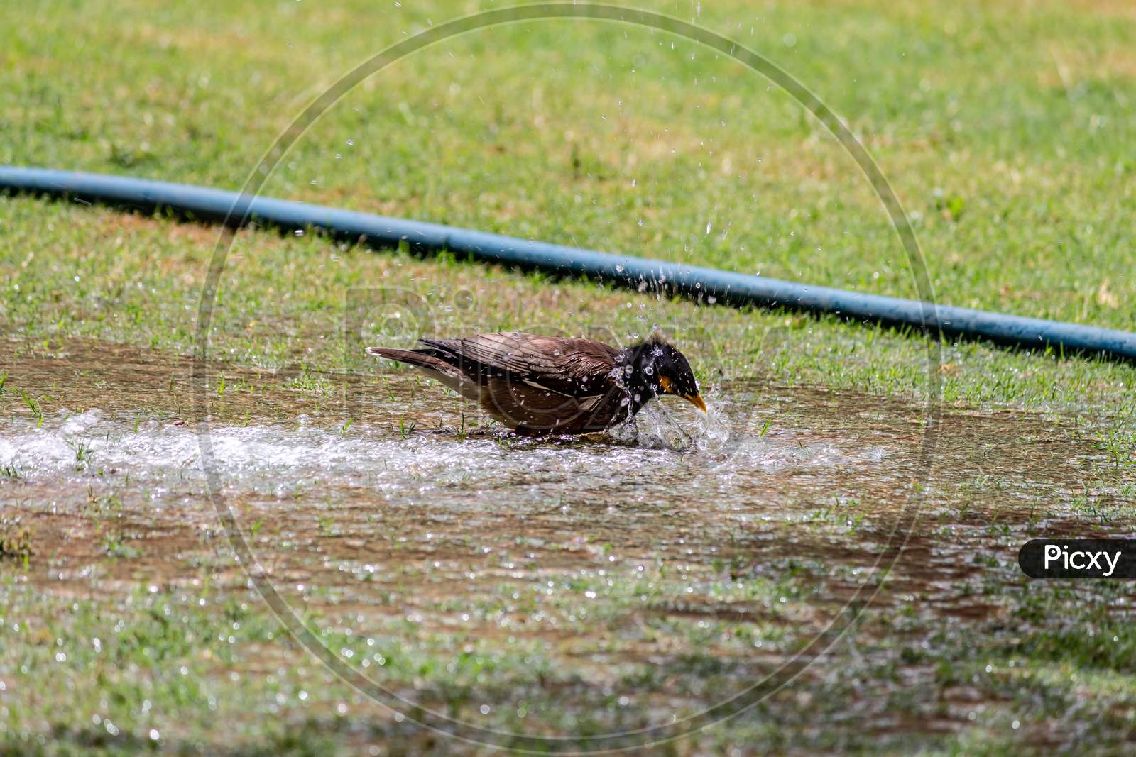 sparrow taking bath