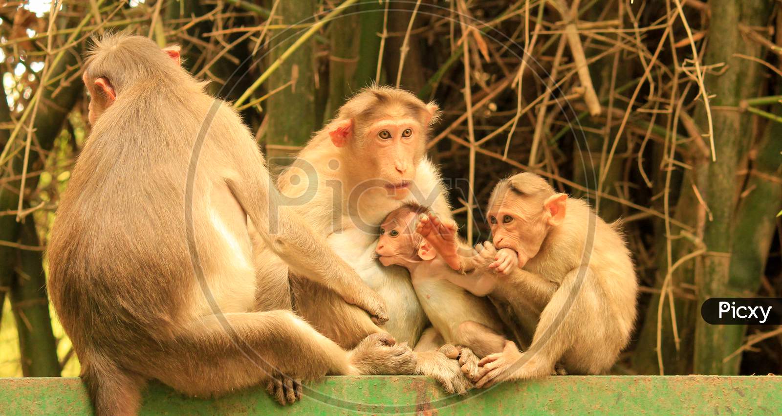 Beautiful family of monkeys,mother feeding kid,elder brother biting hand..