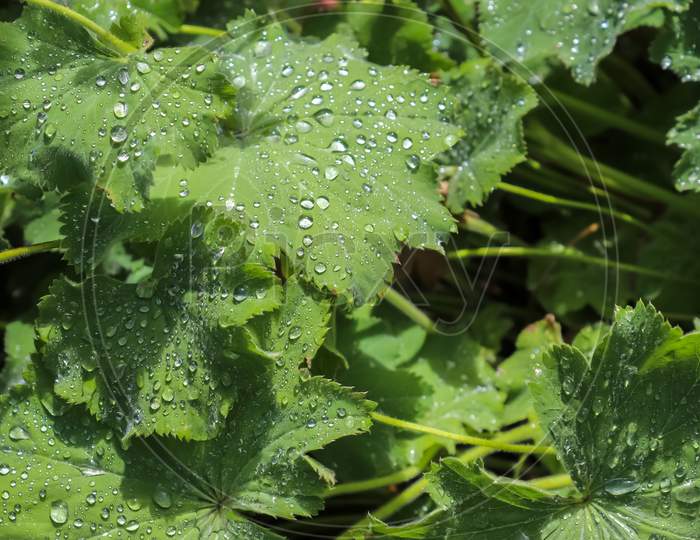 Fresh Rain Drops In Close Up View On Green Plants Leaves And Grass