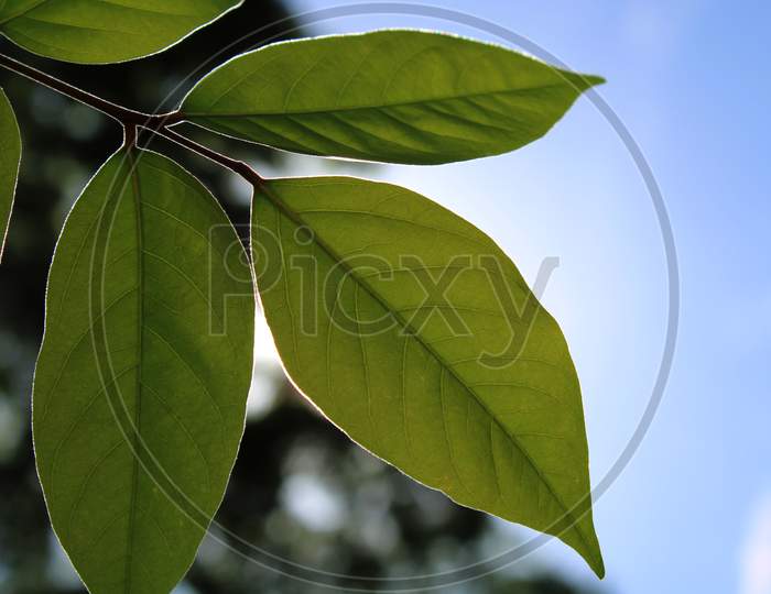 Tree leaf with blur sky background