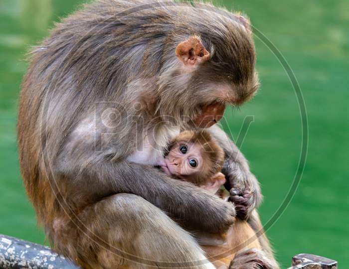 monkey breastfeeding baby monkey