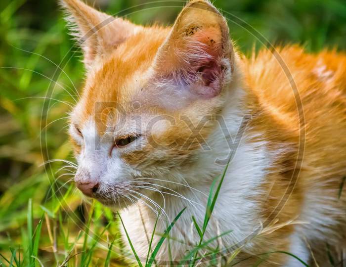 A Sick Yellow Kitten Sitting On The Grass