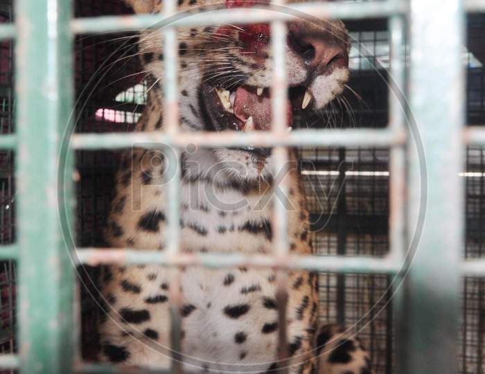 Forest officials cage a two-year-old leopard after they rescued it at Kamrup, Assam on July 17, 2020