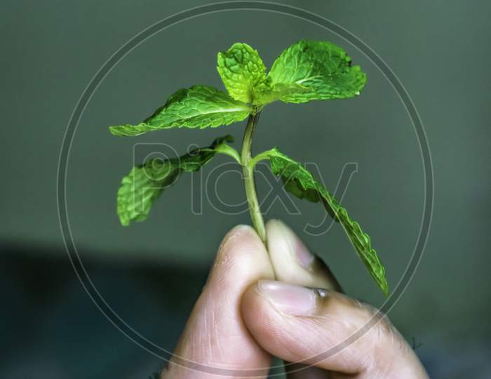 A Part Of Mint Leaves Holding In Hand, Selective Focus, Selective Focus On Subject, Background Blur