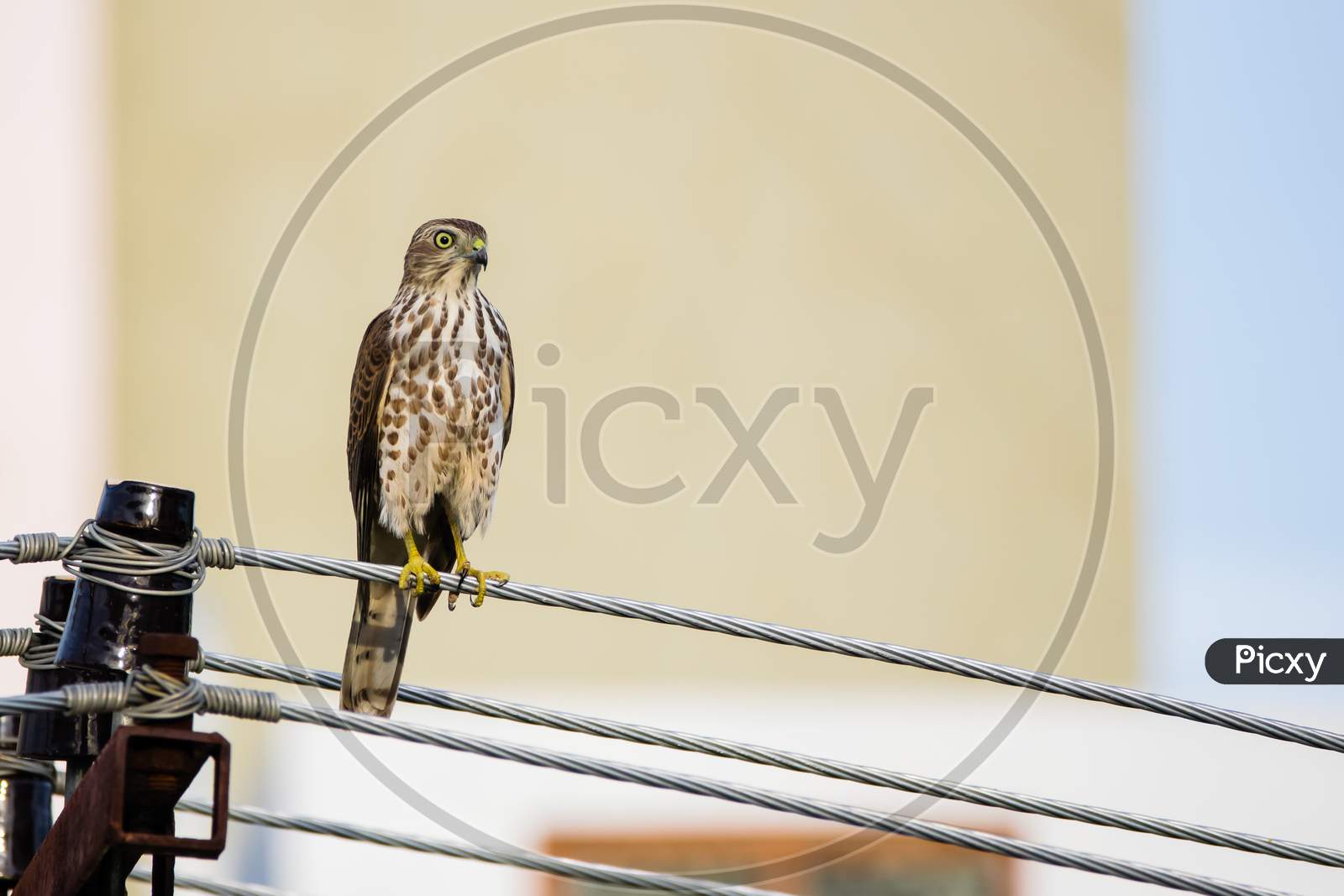 Portrait Of Shikra (Accipiter Badius) Perched On A Power Line