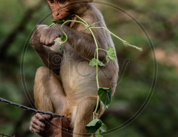 baby monkey eating