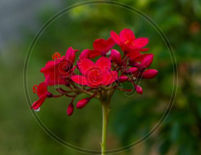 Crown Of Thorn flower