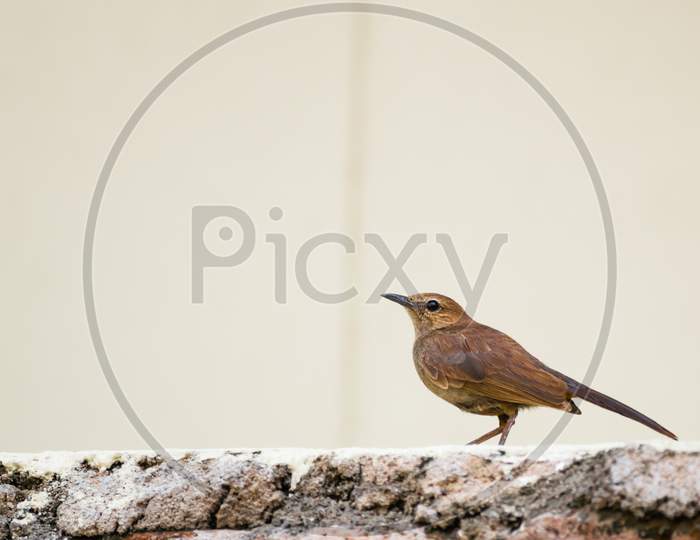 Portrait Of Brown Rock Chat Aka Indian Chat (Oenanthe Fusca) Perching On A Wall