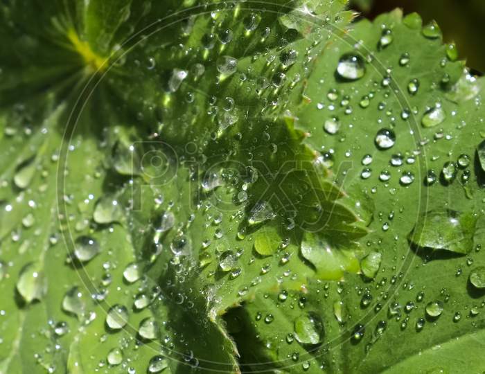 Fresh Rain Drops In Close Up View On Green Plants Leaves And Grass