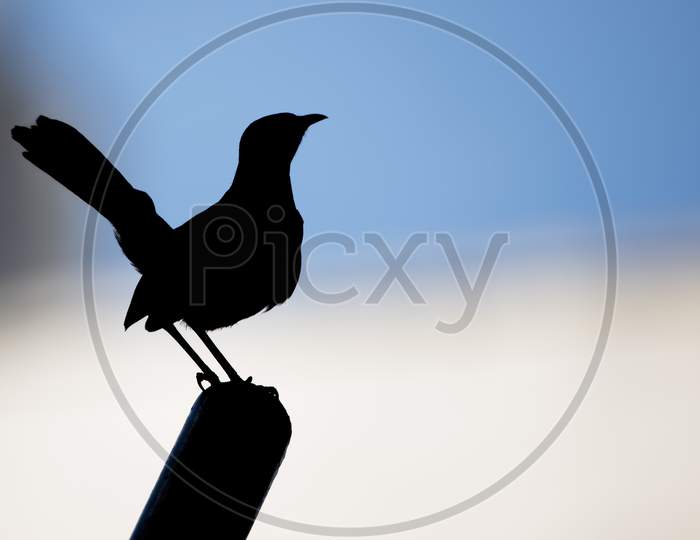 Silhouette Of Indian Robin (Copsychus Fulicatus) Perching On A Pole