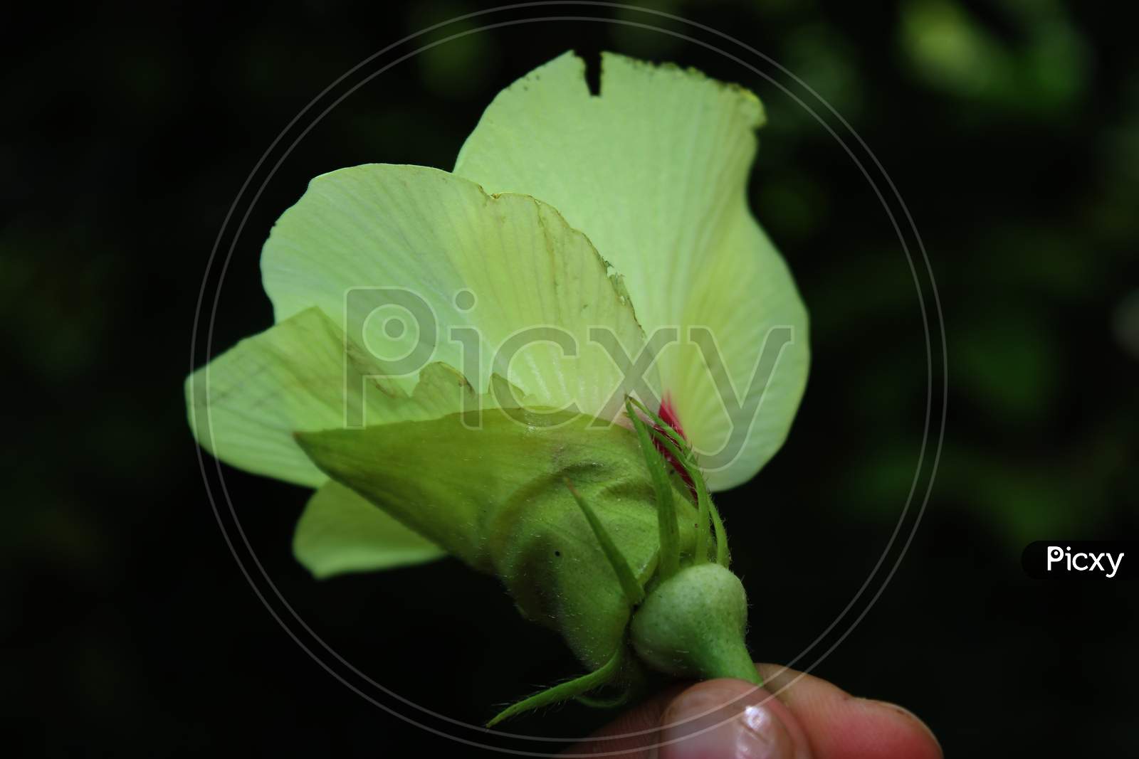kindly vetch flower on the hand photo