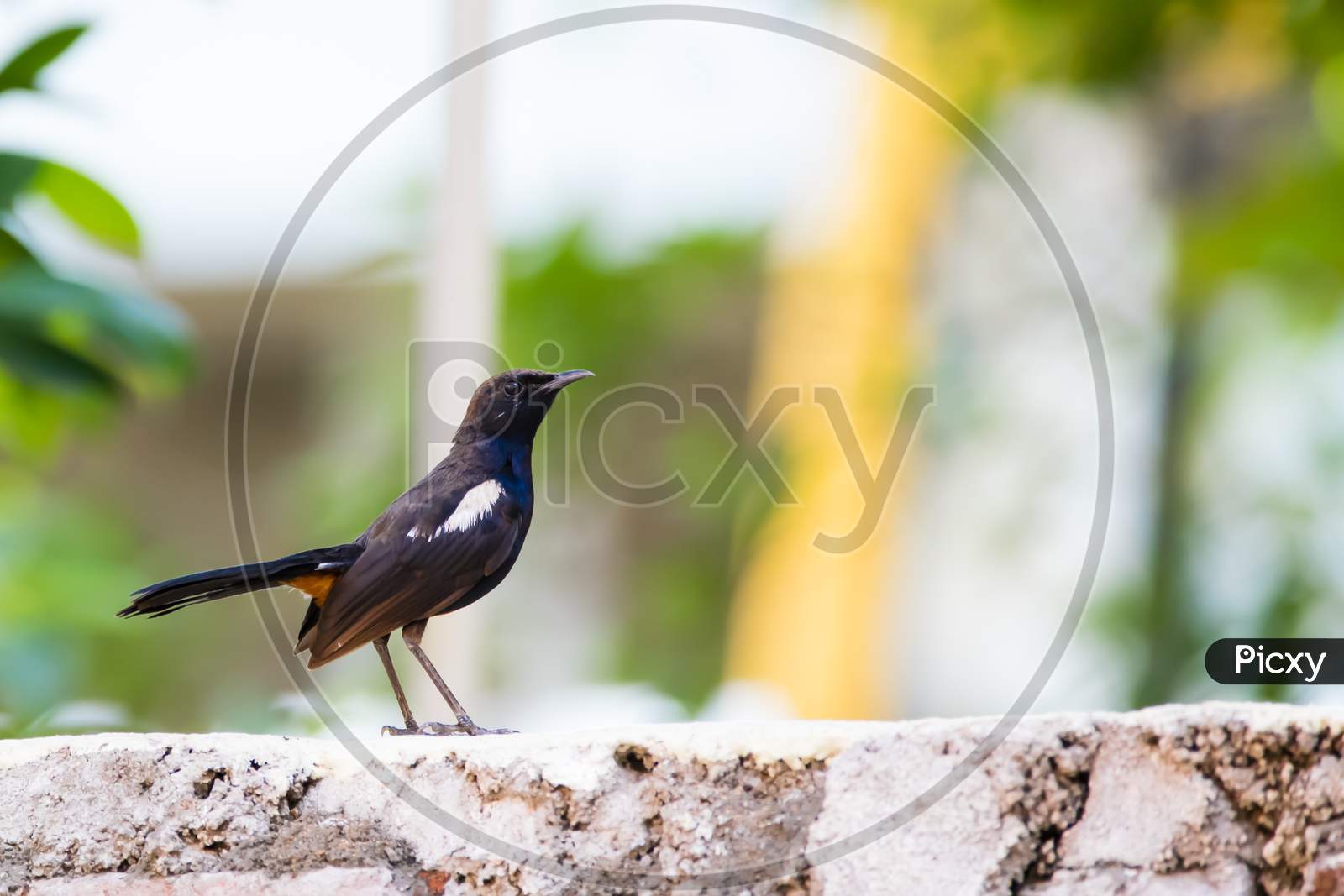 Portrait Of Indian Robin (Copsychus Fulicatus) Perching On A Wall