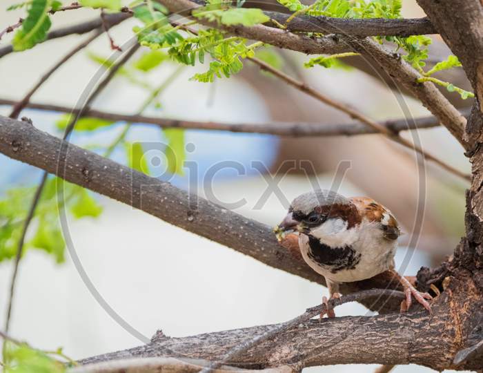 House Sparrow (Passer Domesticus) Perching On A Tree Branch With Food In Its Mouth