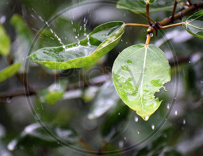 Water droplets falling into the leaves
