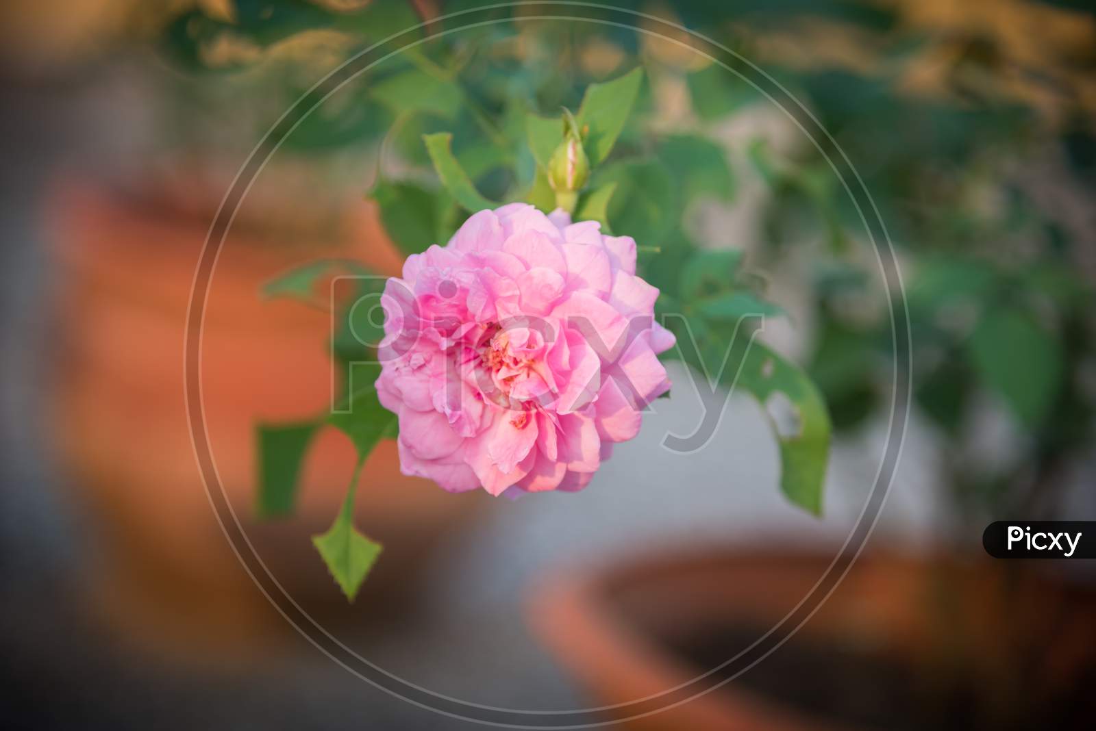 A beautiful pink rose in my small garden