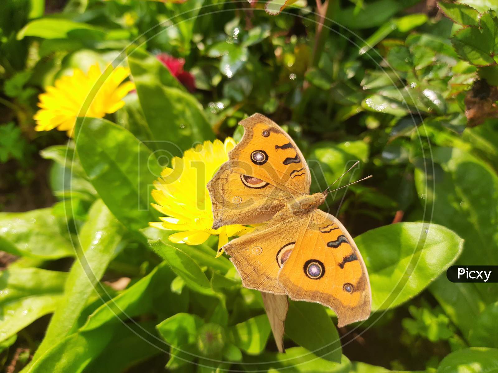 How a butterfly is sucking juice from a flower