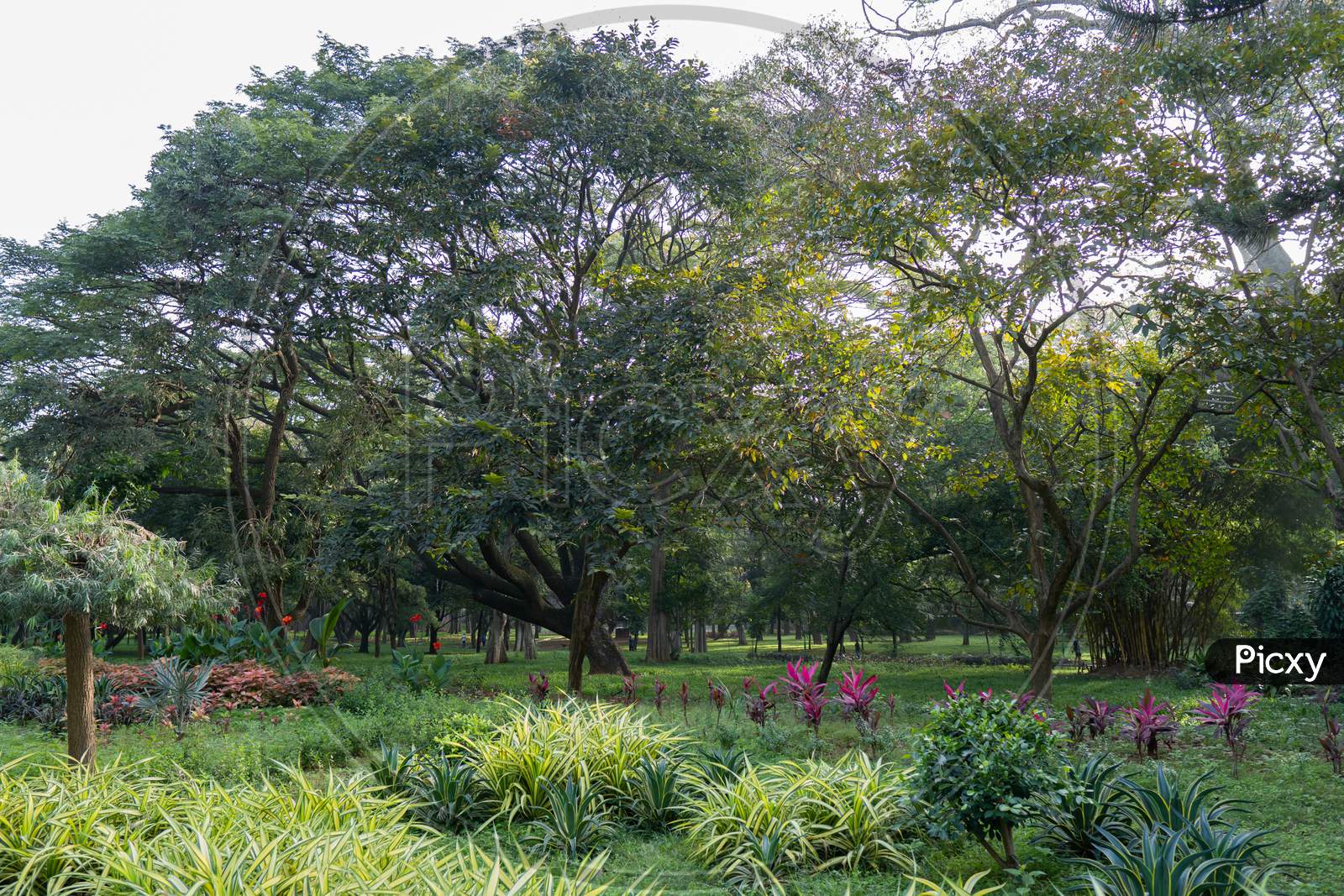 Different Kind Trees And Plants In The Cubbon Park In The Morning