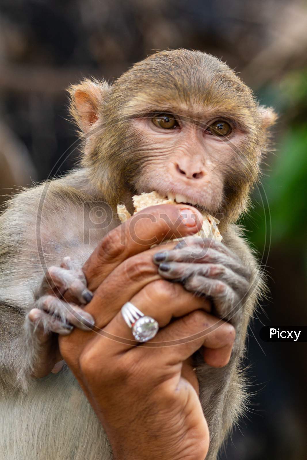 monkey eating from human hand