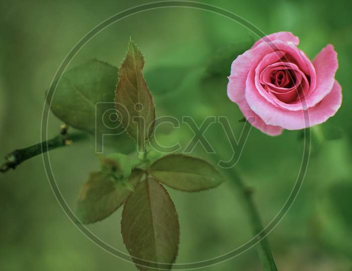 Pink Rose with blurred background.