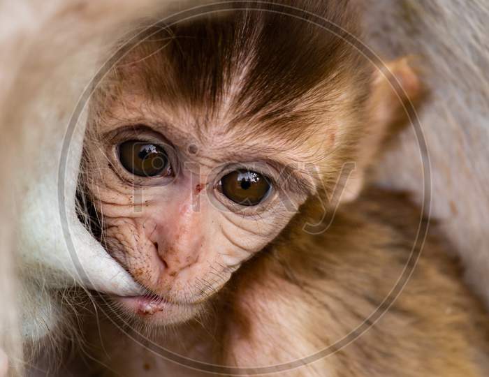 close up of baby monkey