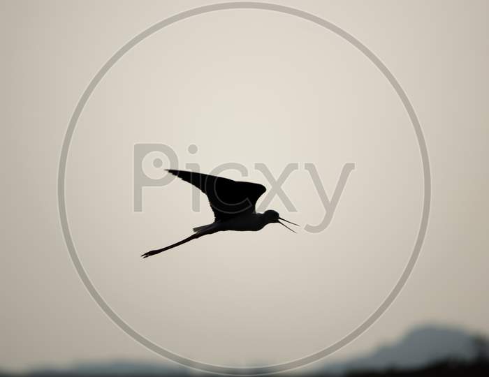 Silhouette Of A Bird (Black Winged Stilt, Himantopus Himantopus) Flying On A Clear Evening