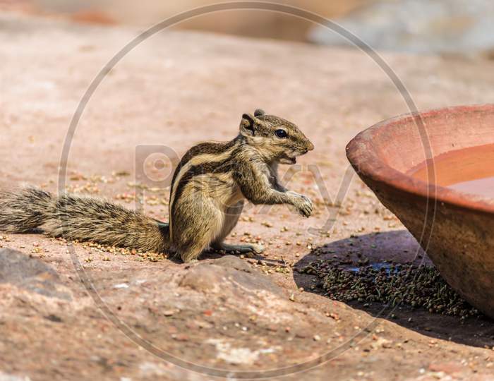 squirrel drinking water