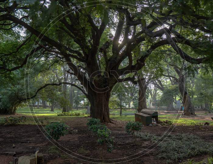 Big Single Tree In Sri Chamarajendra Park (Cubbon Park), Bangalore, Karnataka, India