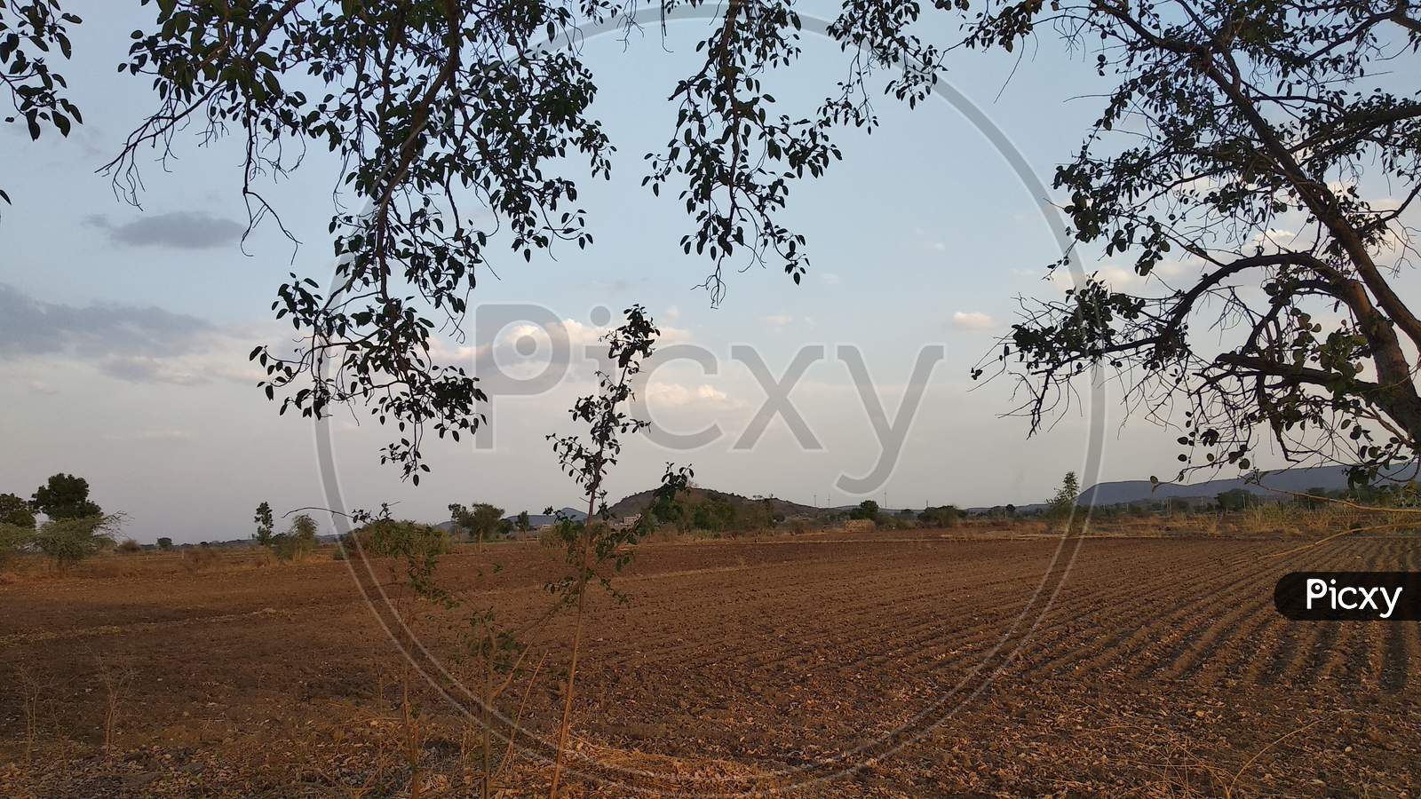 panorama of rural indian dry grassy farm land stretching out under a cloud filled sky with native trees, good for native habitat, dotted along the horizon, gujrat, india