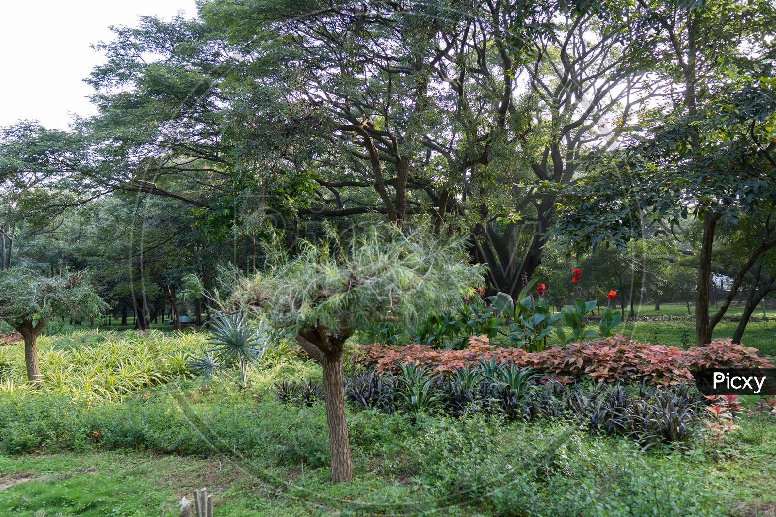 Different Kind Trees And Plants In The Cubbon Park In The Morning