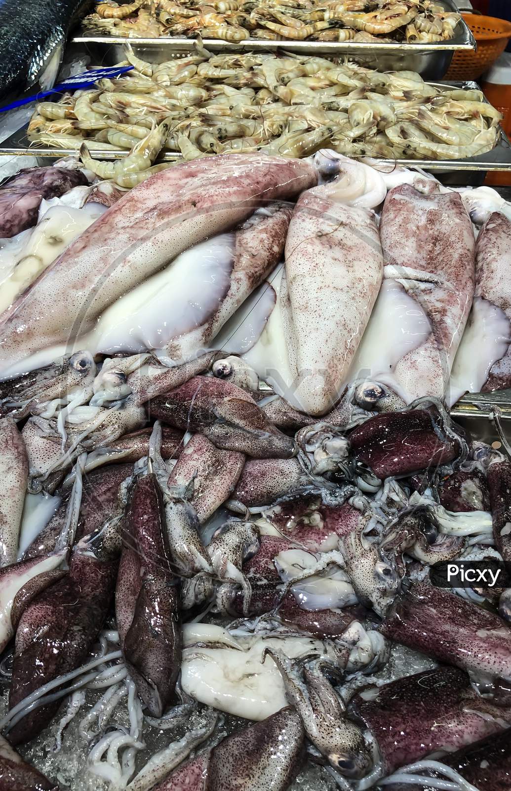 Big Size Fresh Fish Captured From The Fish Market Abudhabi On 031019