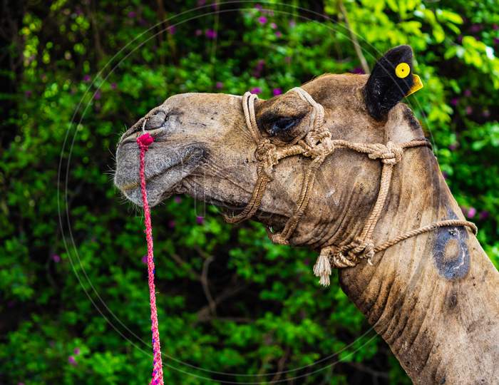 camel side portrait
