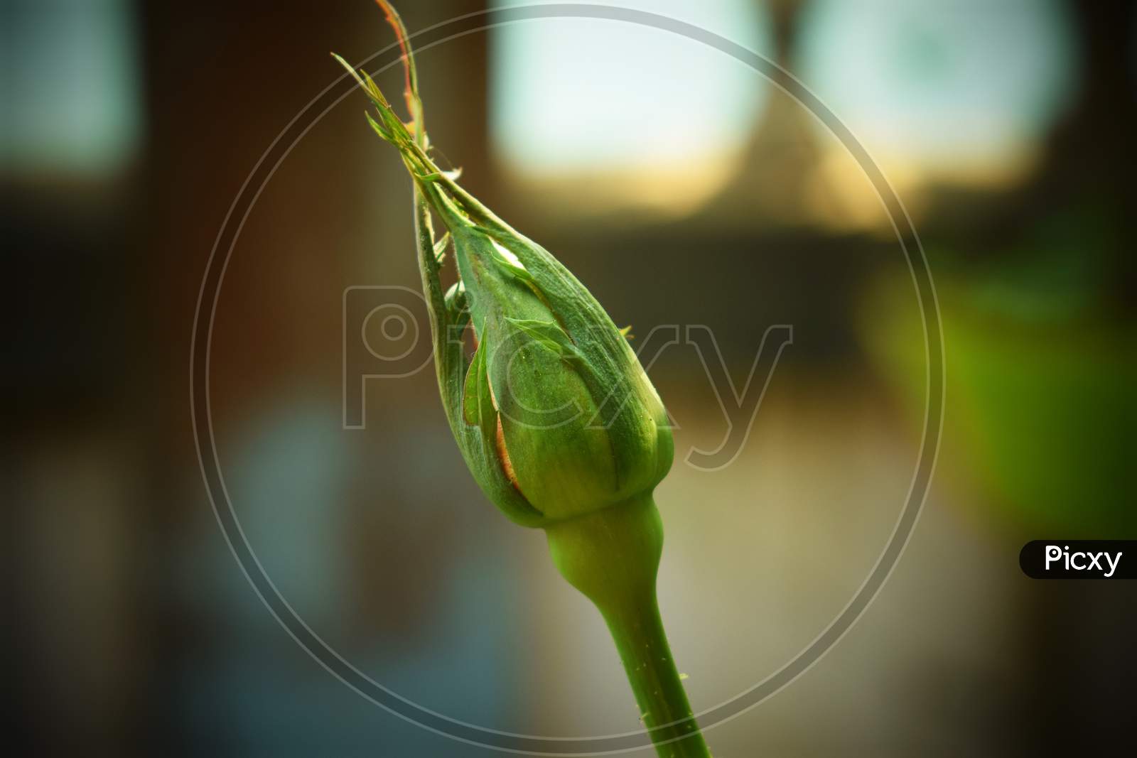 a selective focus on rose flower bud.