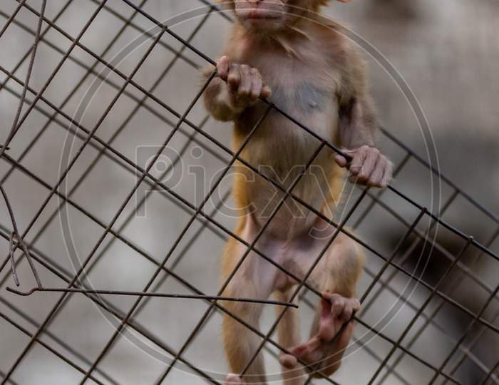 baby monkey on fence