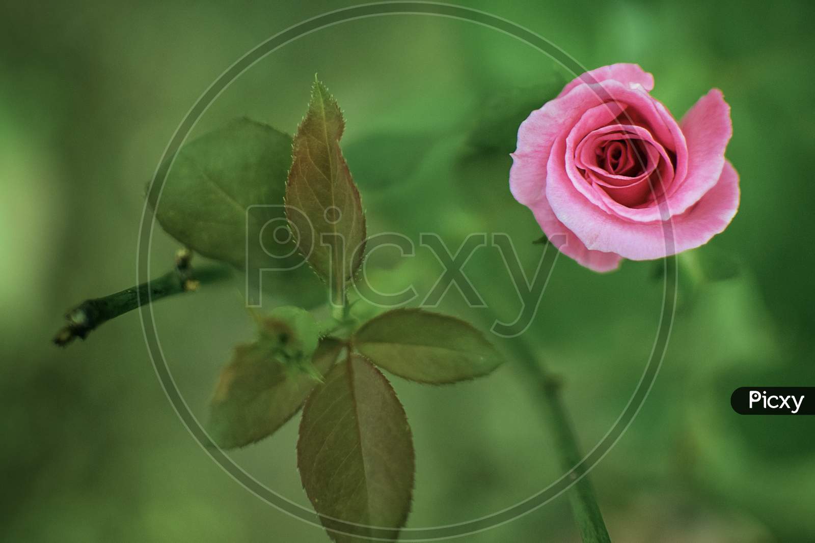 Pink Rose with blurred background.