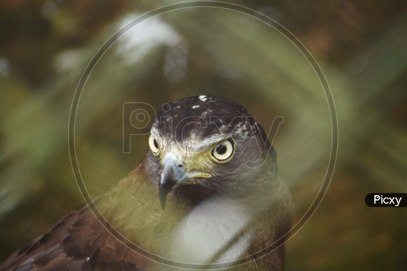 A Golden Eagle In Cage of A Zoo