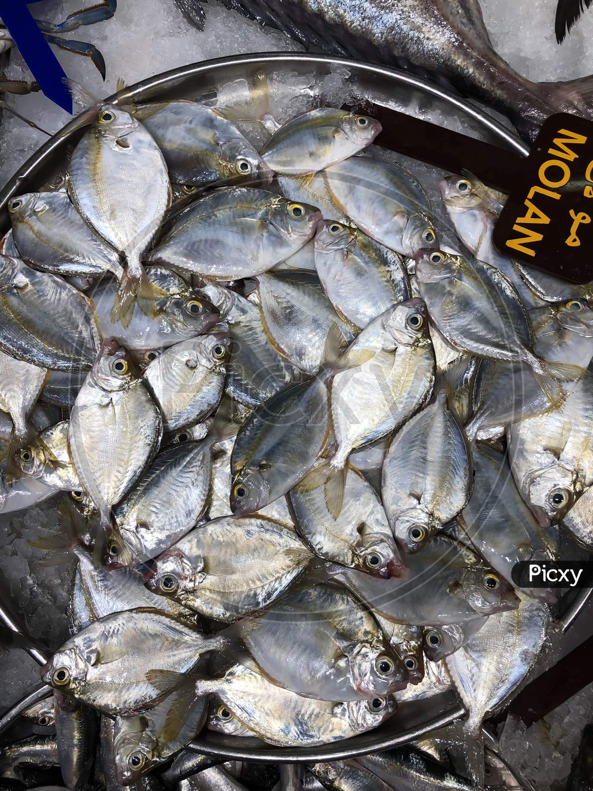 A Bunch Of Small White Pomfret In Abu Dhabi Fish Market