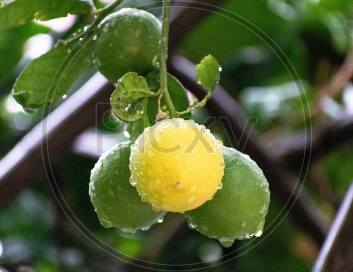 Lemon in a rainy day