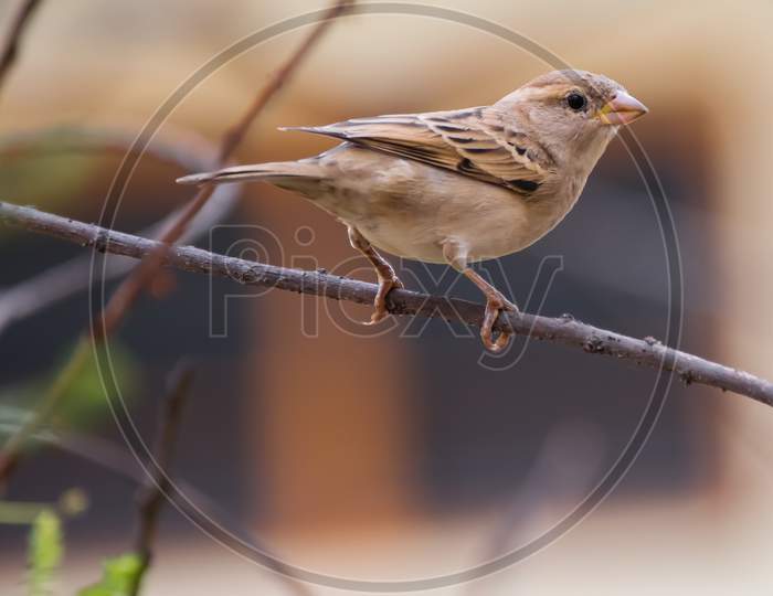 Portrait Of Female House Sparrow (Passer Domesticus) Perched On A Twig.