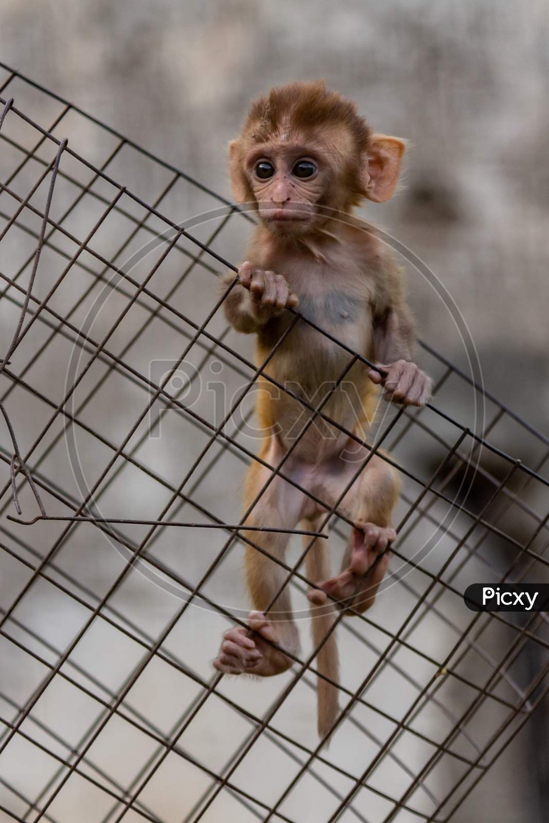 baby monkey on fence