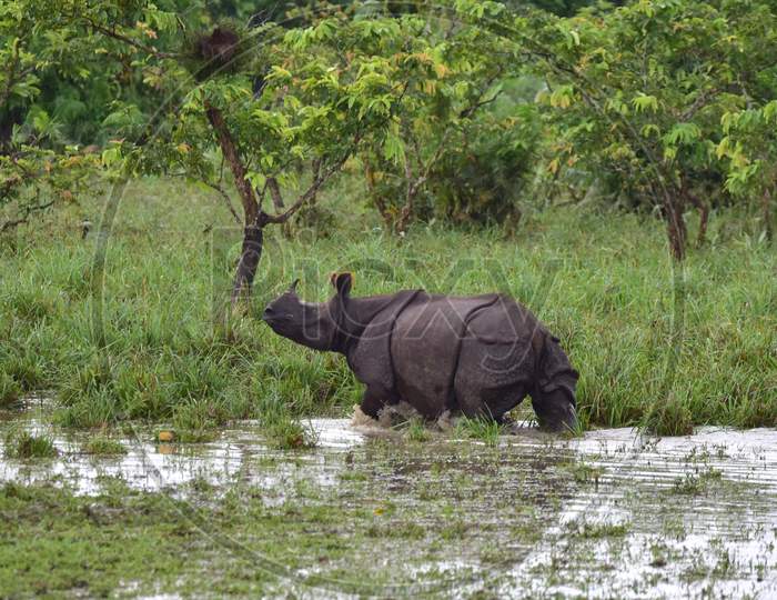 A rhino takes shelter on high ground to escape the flood in the Kaziranga National Park in Nagaon, Assam on July 16, 2020