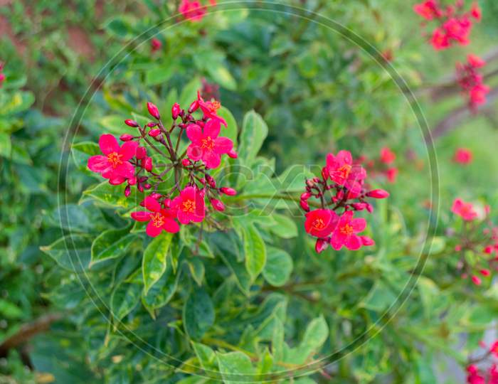 Loosestrife and Pomegranate family flower