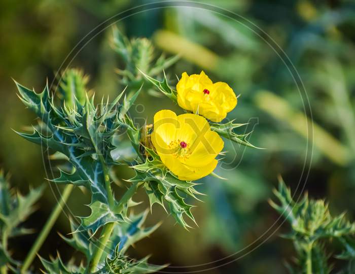 Argemone mexicana, mexican poppy or flowering thistle, Mexican prickly poppy, Flowering thistle, cardo or cardosanto, In India this flower is called 'kateri ka phool'.
