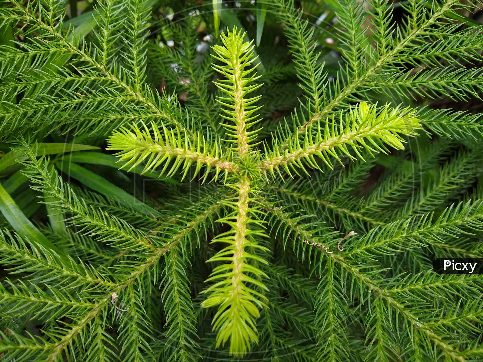 Araucaria Cunninghamii Hoop Pine leaves