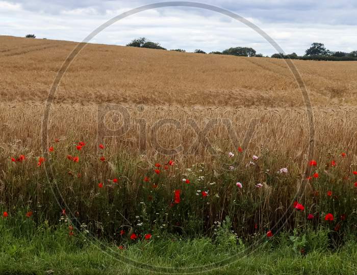 Beautiful red poppy flowers papaver rhoeas in a golden wheat field moving in the wind