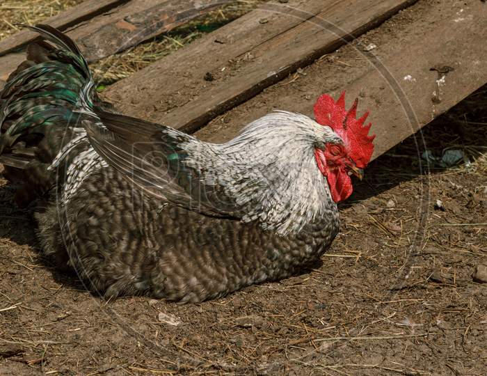 Rooster Fall A Sleep, Farm Animal Bird