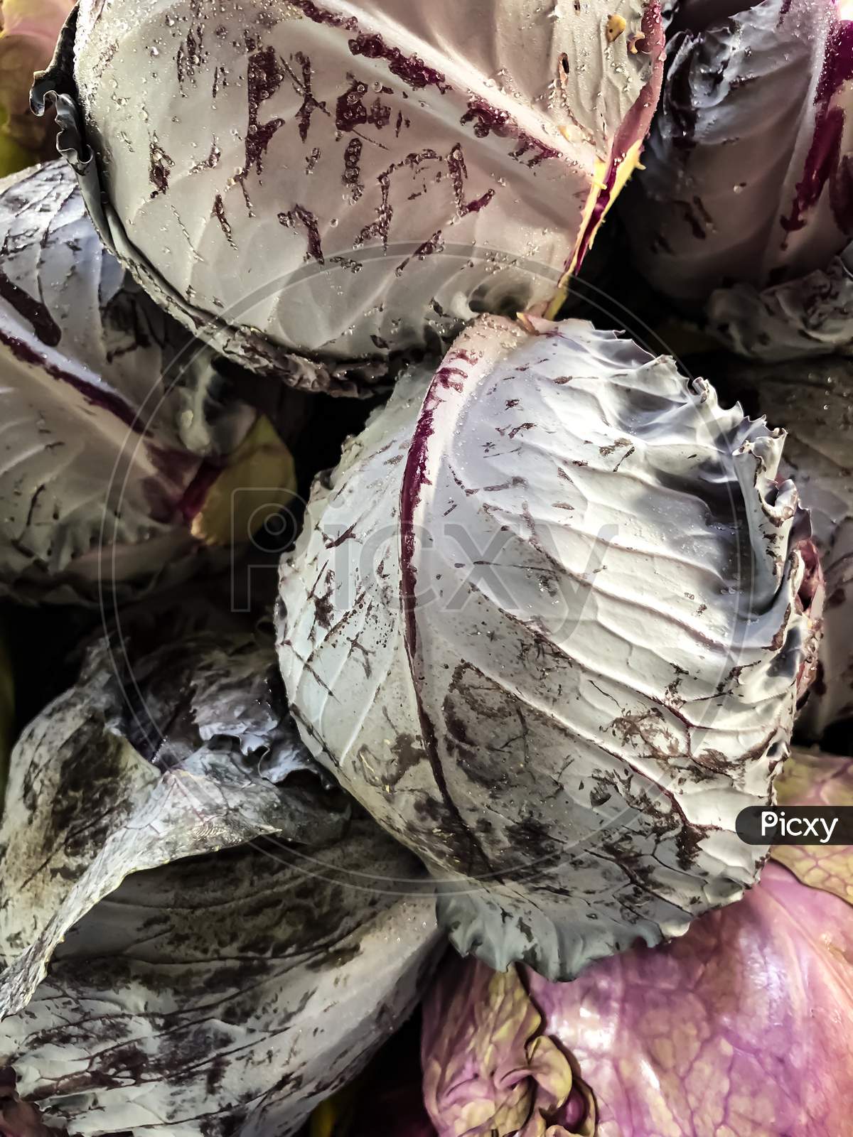 Big Size Red Cabbage In Abu Dhabi Vegetable Market