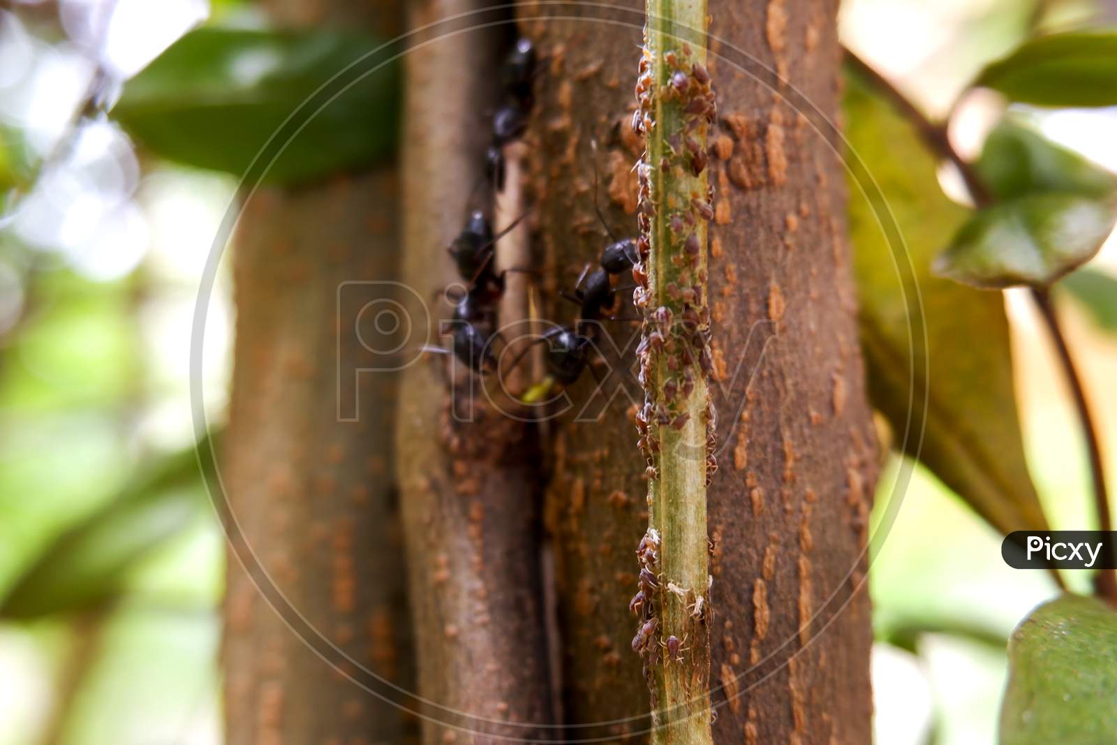 Close Shot Of Black Ants On Tree Trunk Searching For Little Insects Food