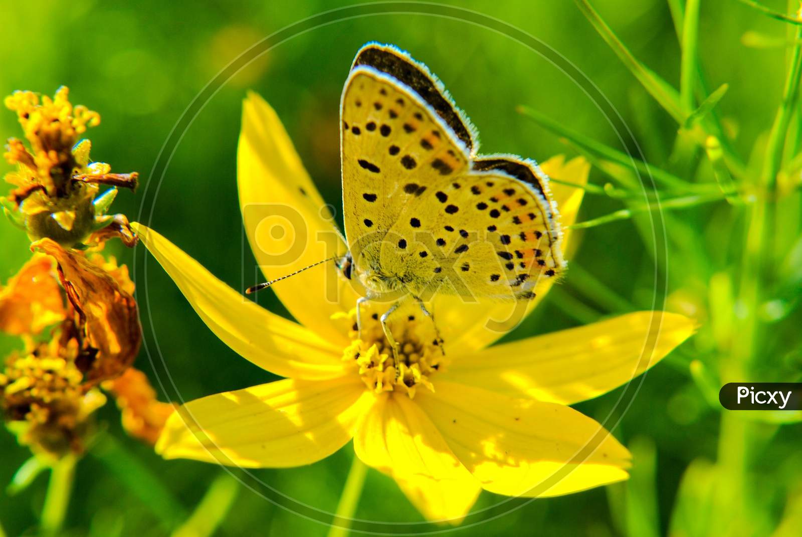 Butterfly taking nectar from the flower