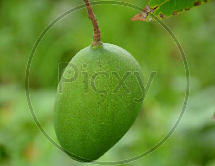 the ripe green mango with leaves and branch in the garden.