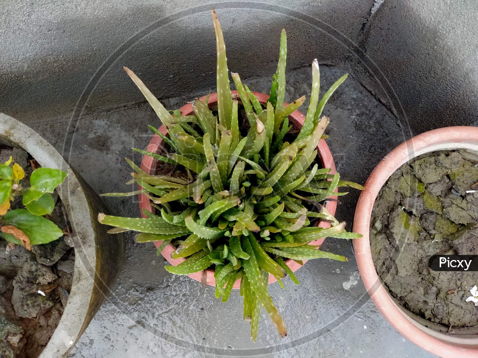 Aloe Vera plant planted in the pot
